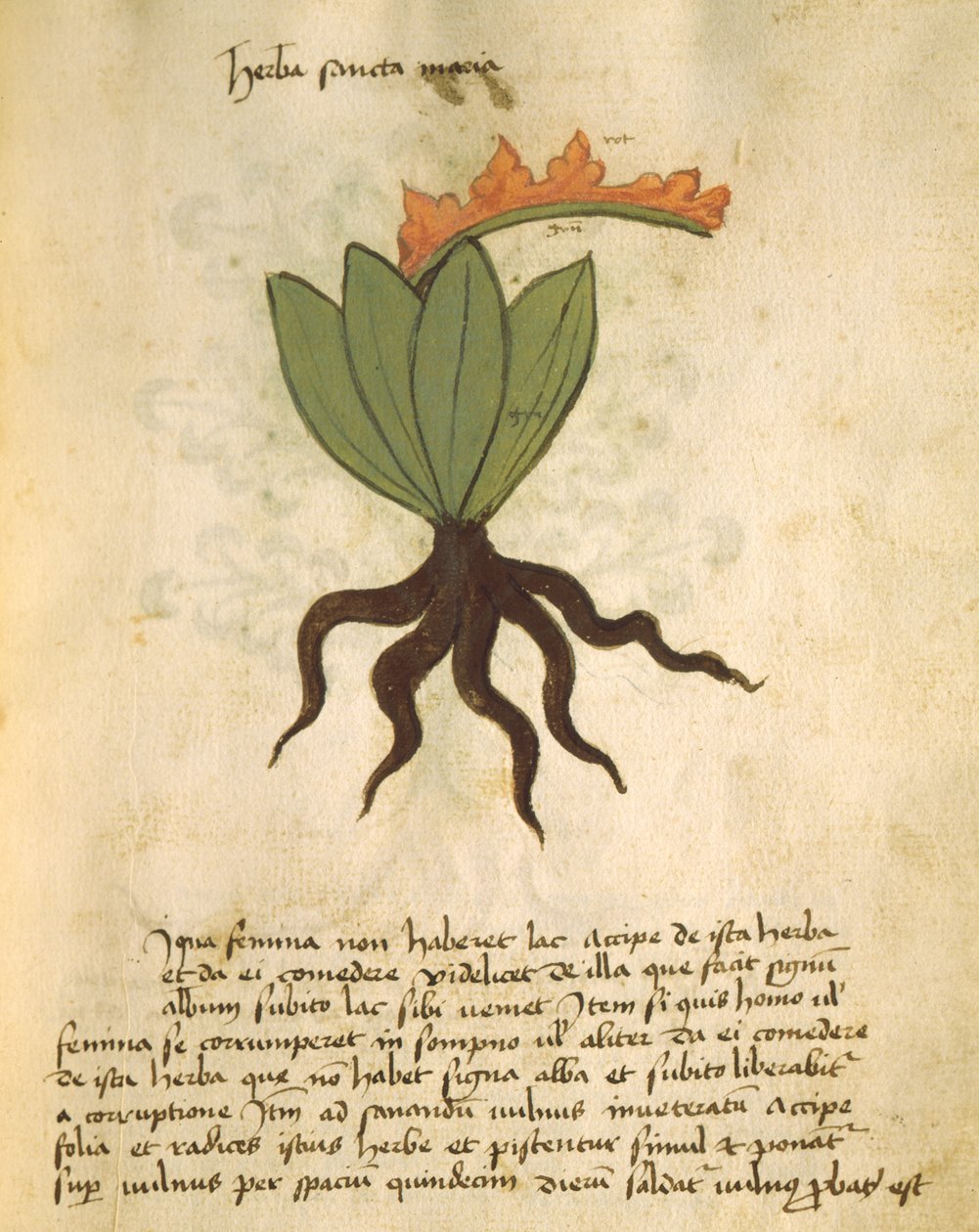 Ms 320 M Fol.28r Herb Santa Maria, z The Book of Herbarius spolu s metodami přípravy léků od Orgione Rizzarda od Italian School