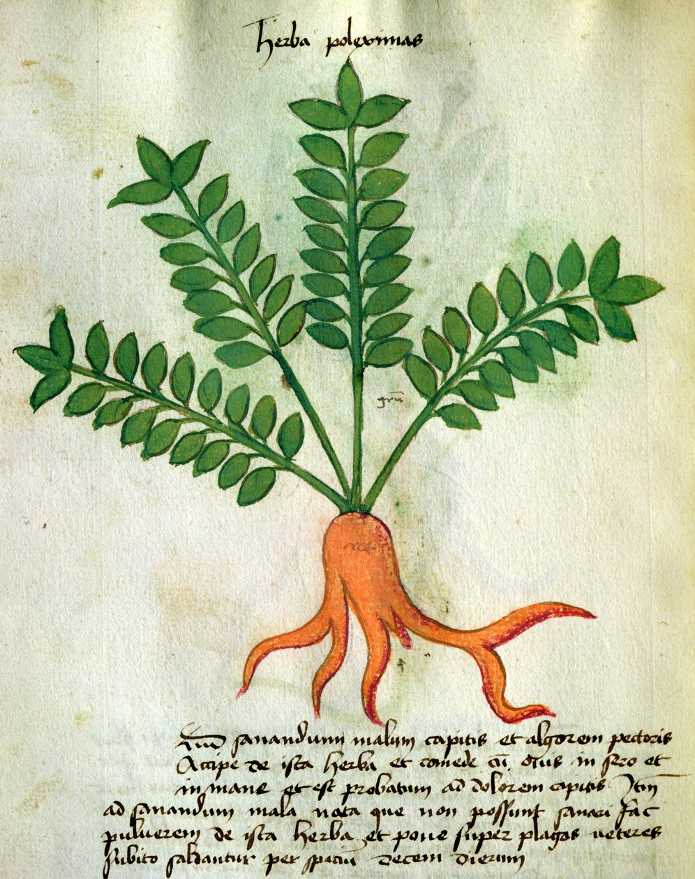 Paní 320 M Fol.31 Herb Poleximas, z 