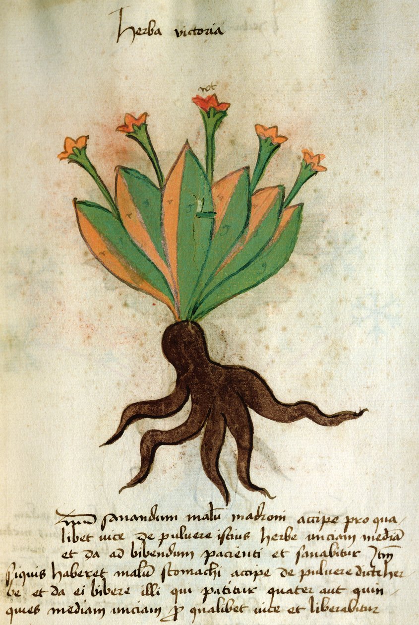 Paní 320 M Fol.34r Herba Victoria, z 
