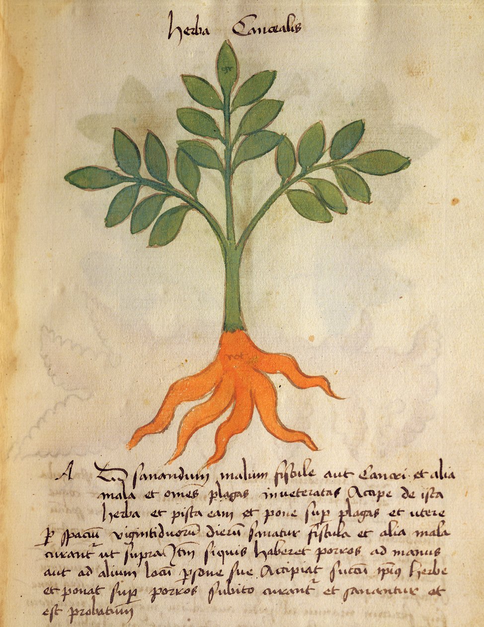 Ms 320 M fol.14r Herba Cancealis, z „Knihy Herbarius spolu s metodami přípravy léků“ od Orgione Rizzarda od Italian School