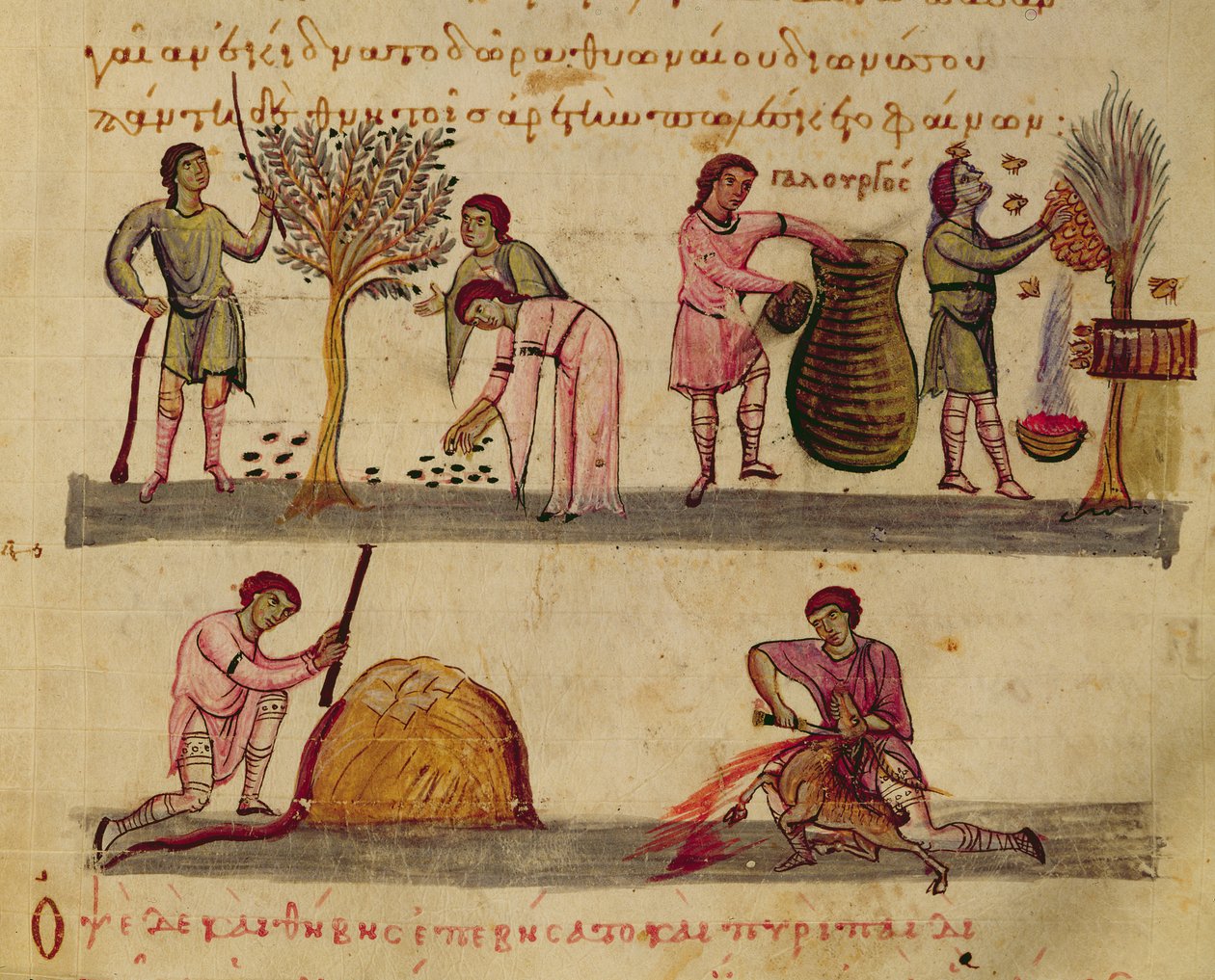Ms Grec 479 Práce na poli, ilustrace z Oppianovy Cynegetiky (tempera na pergamenu) od Italian School
