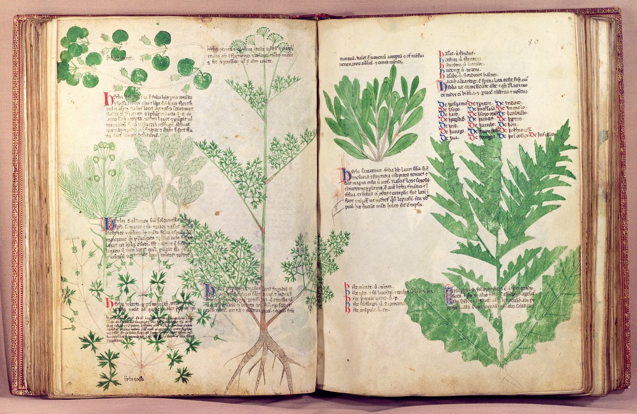 Ms Lat 6823 fol.19v & 80 Plants from De Herbis od Manfredus de Monte Imperiali, c.1330-40 od Italian School