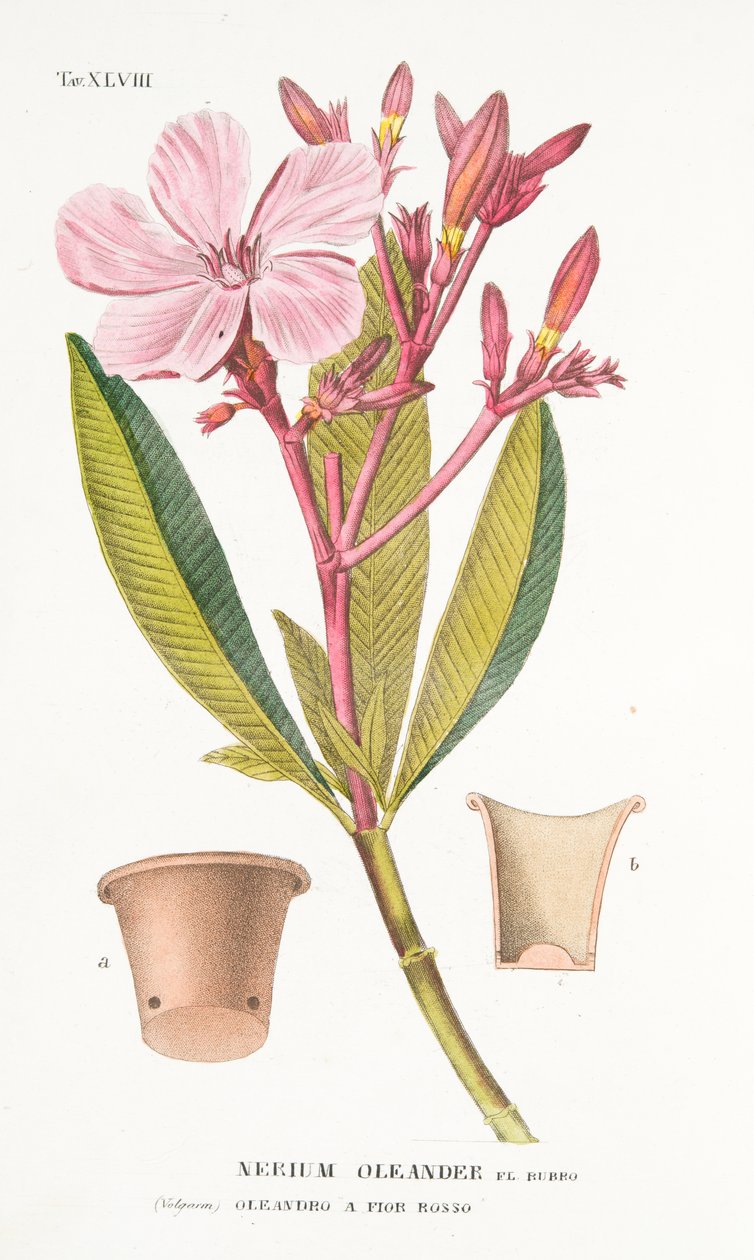 Nerium Oleander el Bubro, deska XLVIII, z LAntotrofia Ossia La Coltivazione DeFiori od Antonia Piccioliho, pub.1834 od Italian School