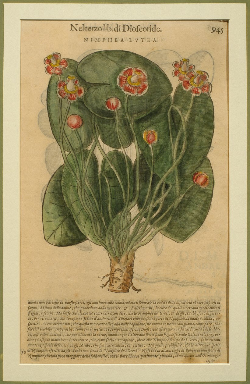 Nimphea Lutea, botanická deska z Discorsi od Pietra Andrea Mattioliho (1501-77) publikovaná v Benátkách, 1570 od Italian School