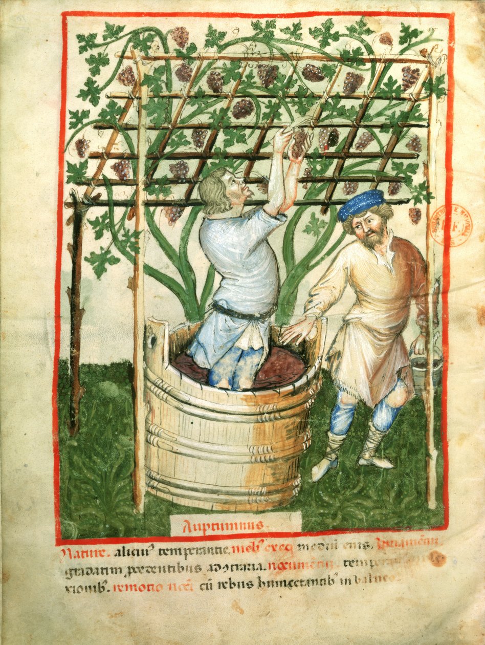 Nouv Acq Lat 1673 fol.103v Sběr a lisování hroznů, z Tacuinum Sanitatis, c.1390-1400 od Italian School
