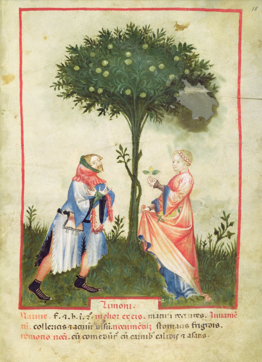 Nouv Acq Lat 1673 fol. 18 Sklizeň citronů, z Tacuinum Sanitatis, kolem 1390-1400 od Italian School