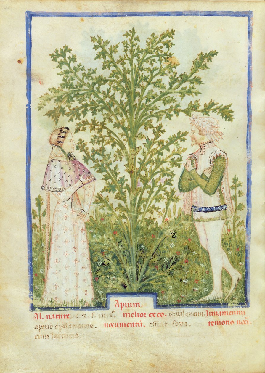 Nouv Acq Lat 1673 fol.28v Celer, od Tacuinum Sanitatis, kolem 1390-1400 od Italian School