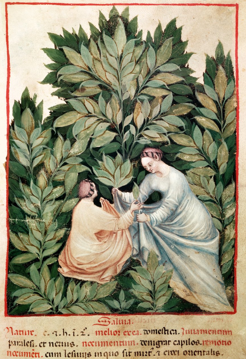 Nouv Acq Lat 1673 fol.34 Dvě ženy sbírající šalvěj, z Tacuinum Sanitatis, kolem 1390-1400 od Italian School