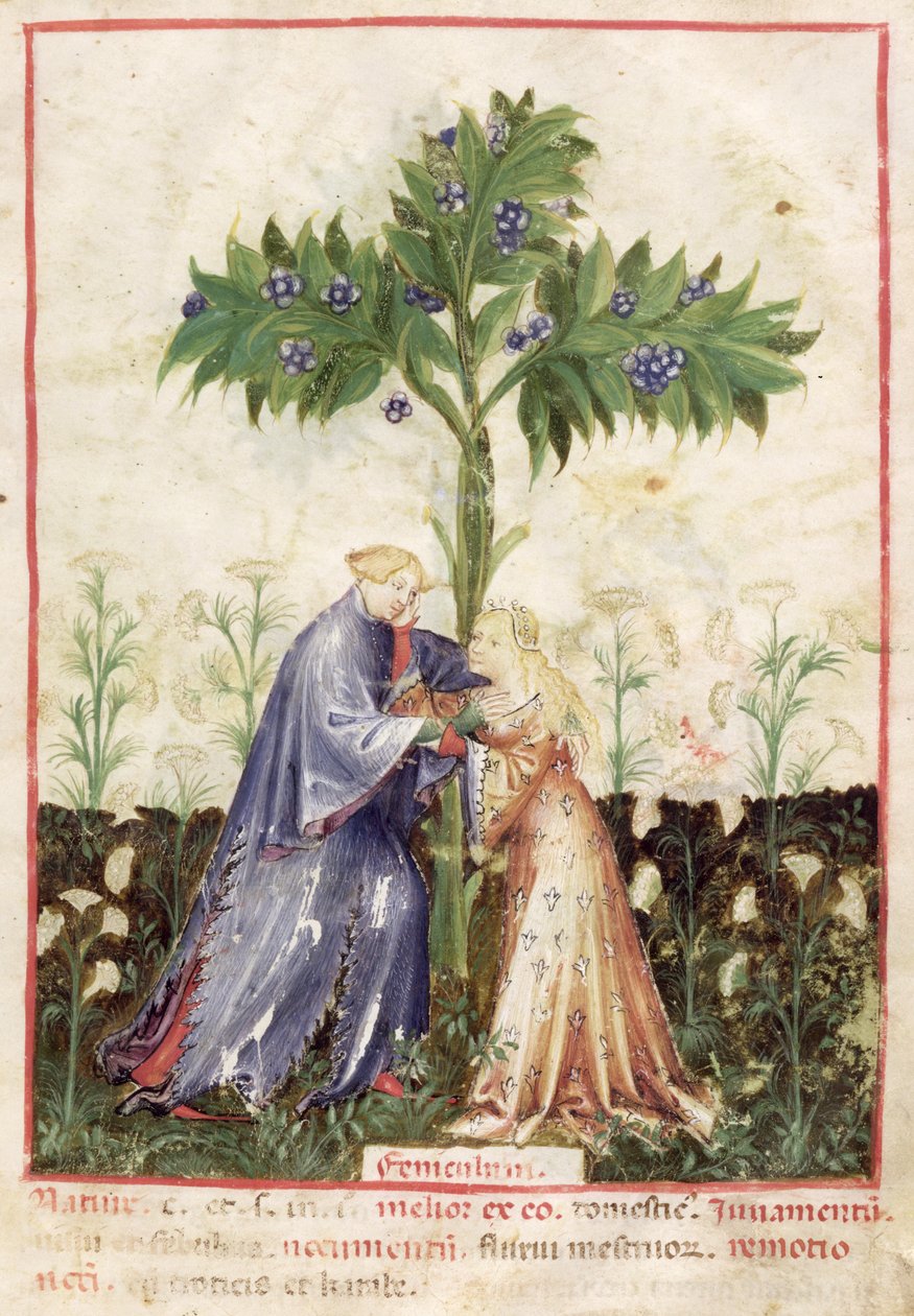 Nouv Acq Lat 1673 fol.41 Fenykl, z Tacuinum Sanitatis, kolem 1390-1400 od Italian School