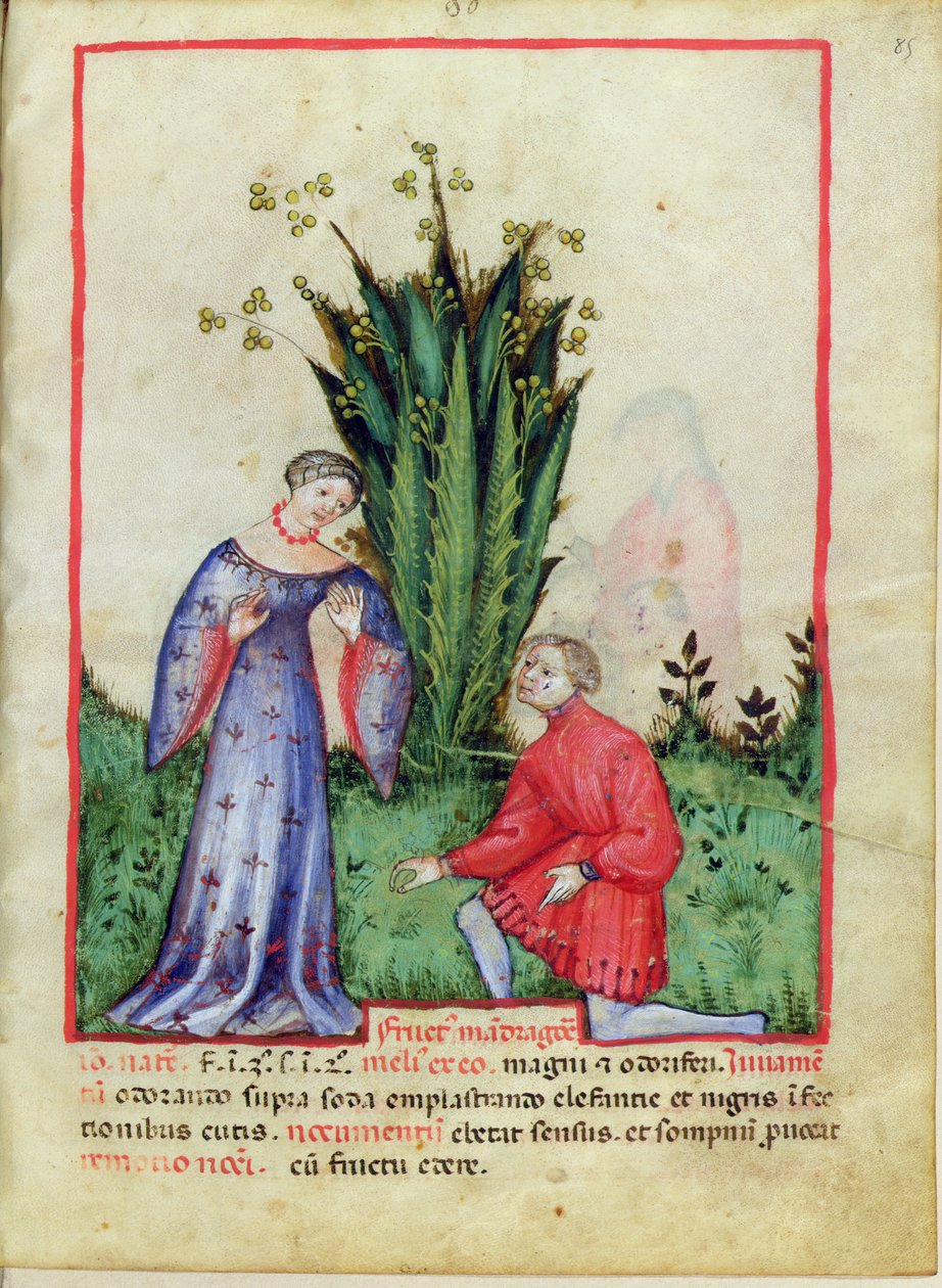 Nouv Acq Lat 1673 fol. 85 Plody mandragory, z Tacuinum Sanitatis, kolem 1390-1400 od Italian School