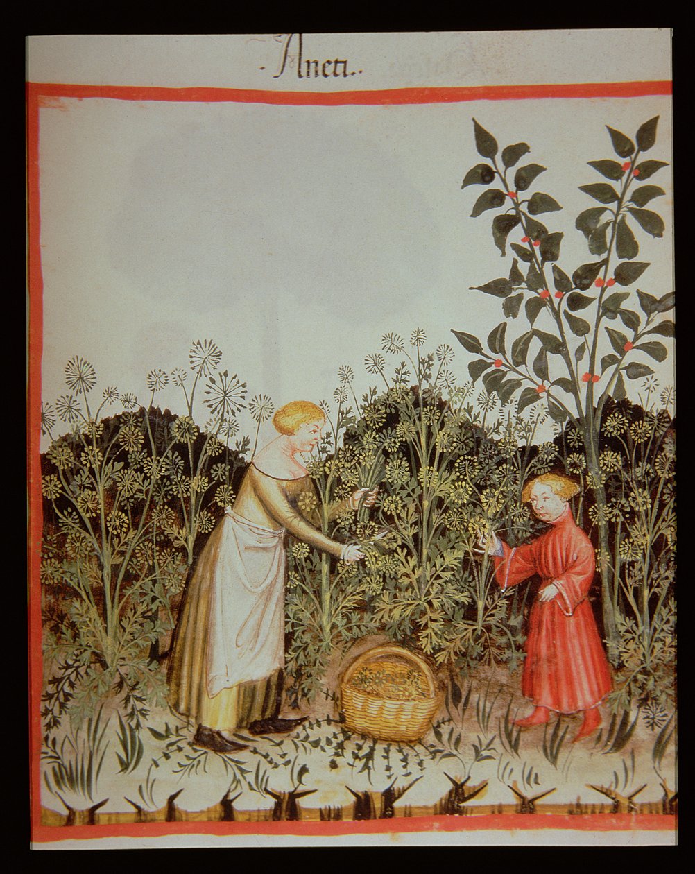 Nova 2644 f.32r Gathering Dill od Italian School