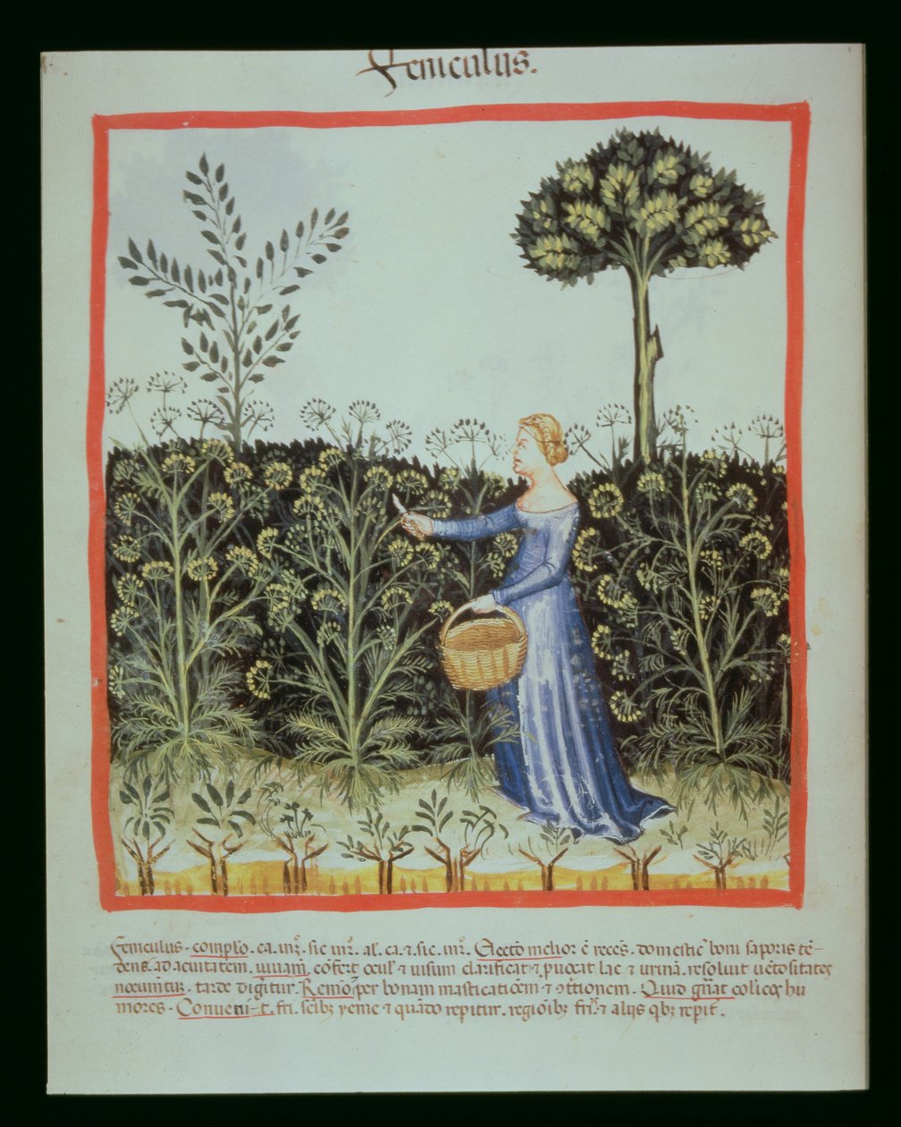 Nova 2644 f.41v Sklizeň kmínu od Italian School