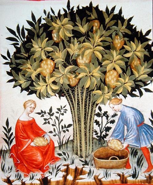 Nova 2644 fol.11r Sklizeň citrusových plodů, z Tacuinum Hygiene Code Vindobonensis (na pergamenu) od Italian School