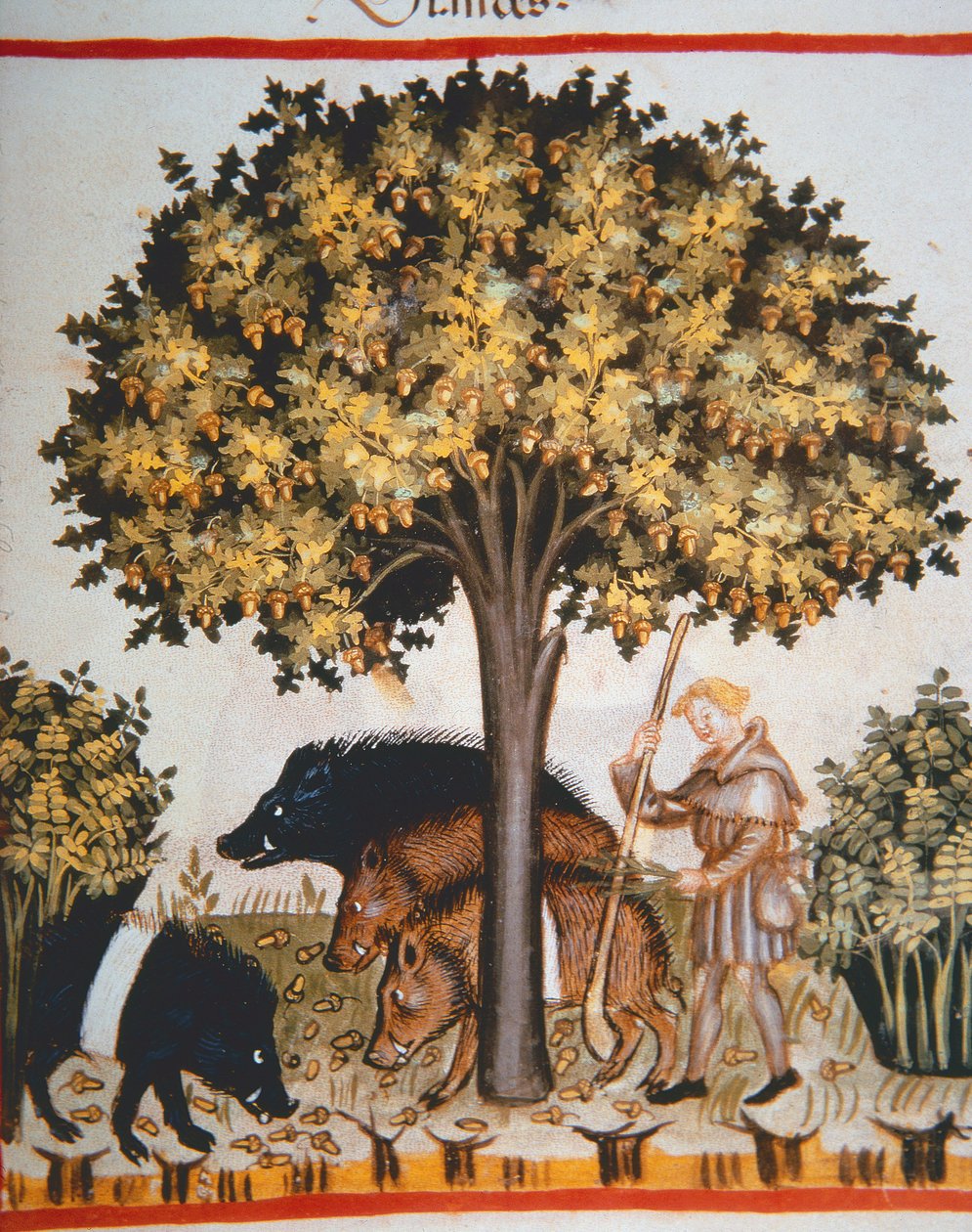 Nova 2644 fol.15r Sklizeň žaludů, z Tacuinum Sanitatis Codex Vindobonensis od Italian School