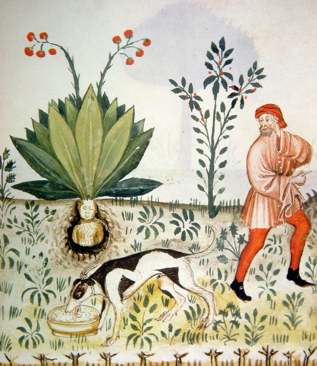 Nova 2644 fol.40r Mandragora, z Tacuinum Sanitatis od Italian School