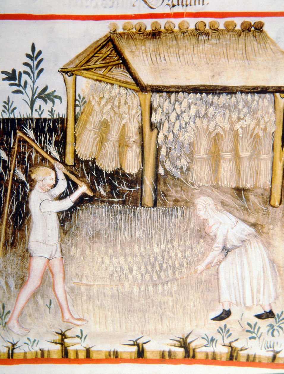 Nova 2644 fol.44r Mláticí ječmen, z Tacuinum Sanitatis od Italian School
