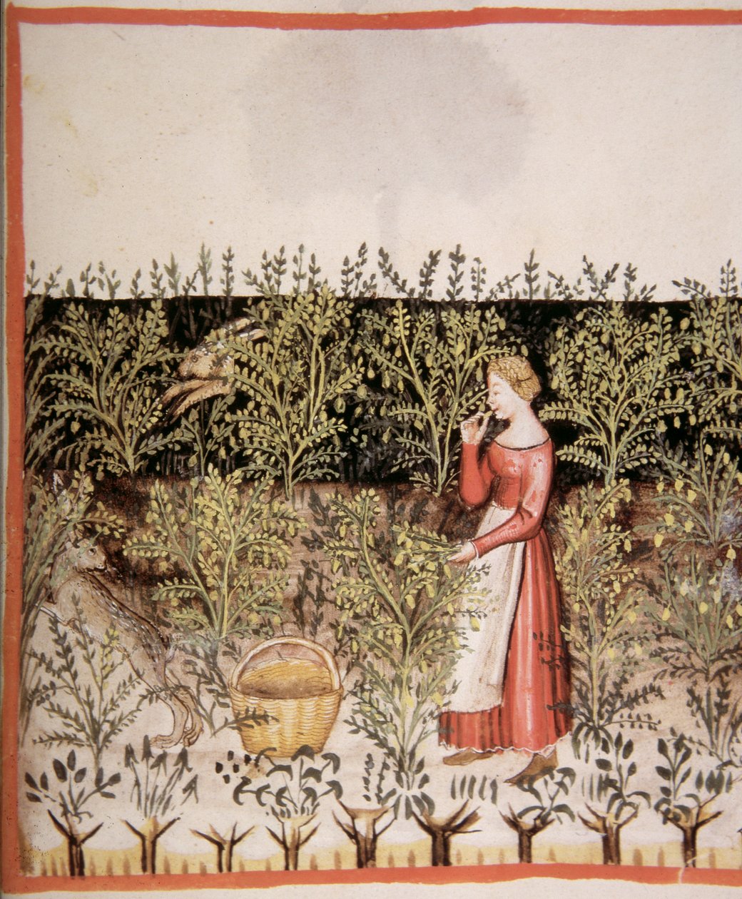 Nova 2644 fol.49 r Sbírání cizrny od Italian School