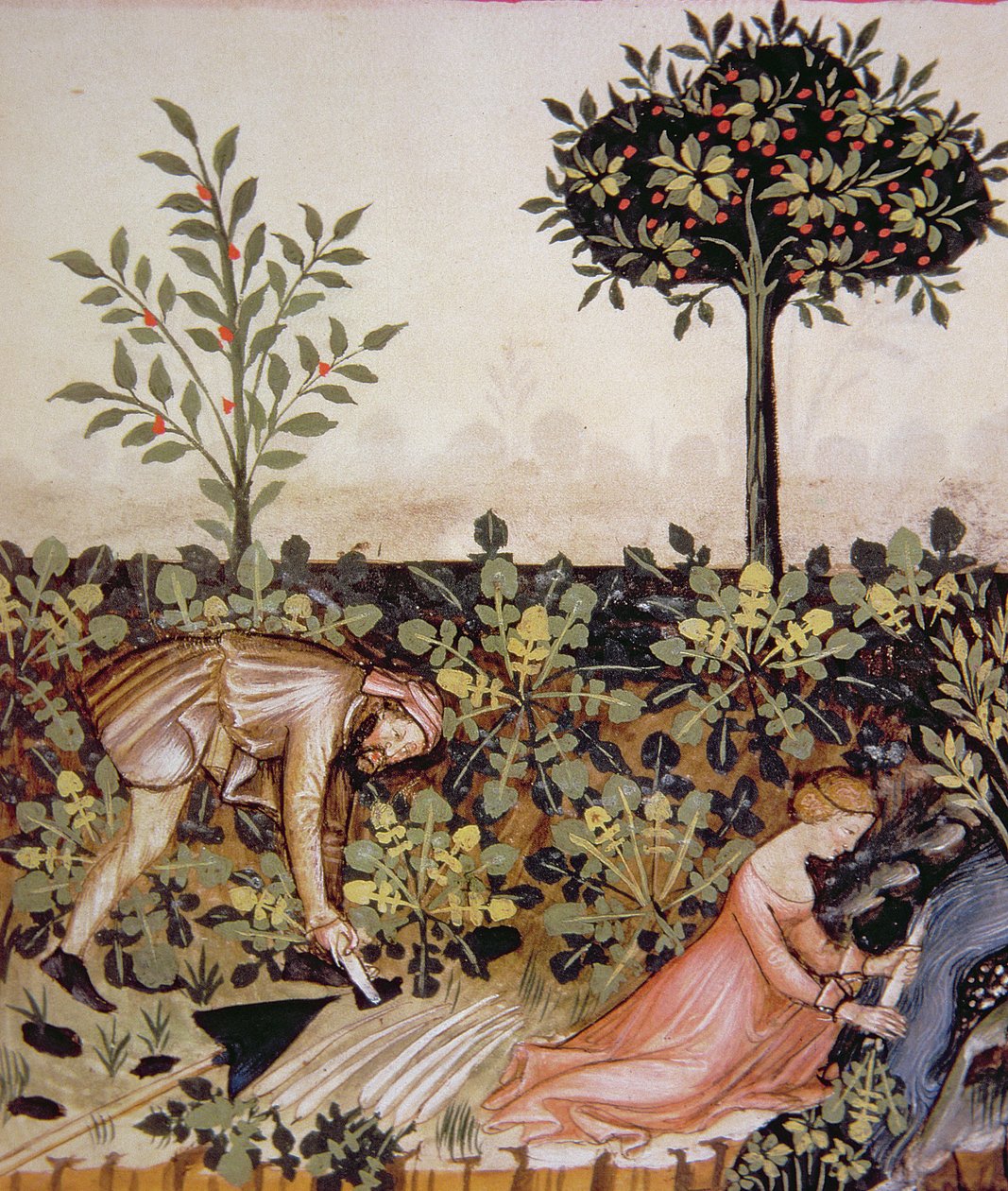 Nova 2644 fol.52r Sklizeň křenu, z Tacuinum Hygiene Code of Vienna od Italian School