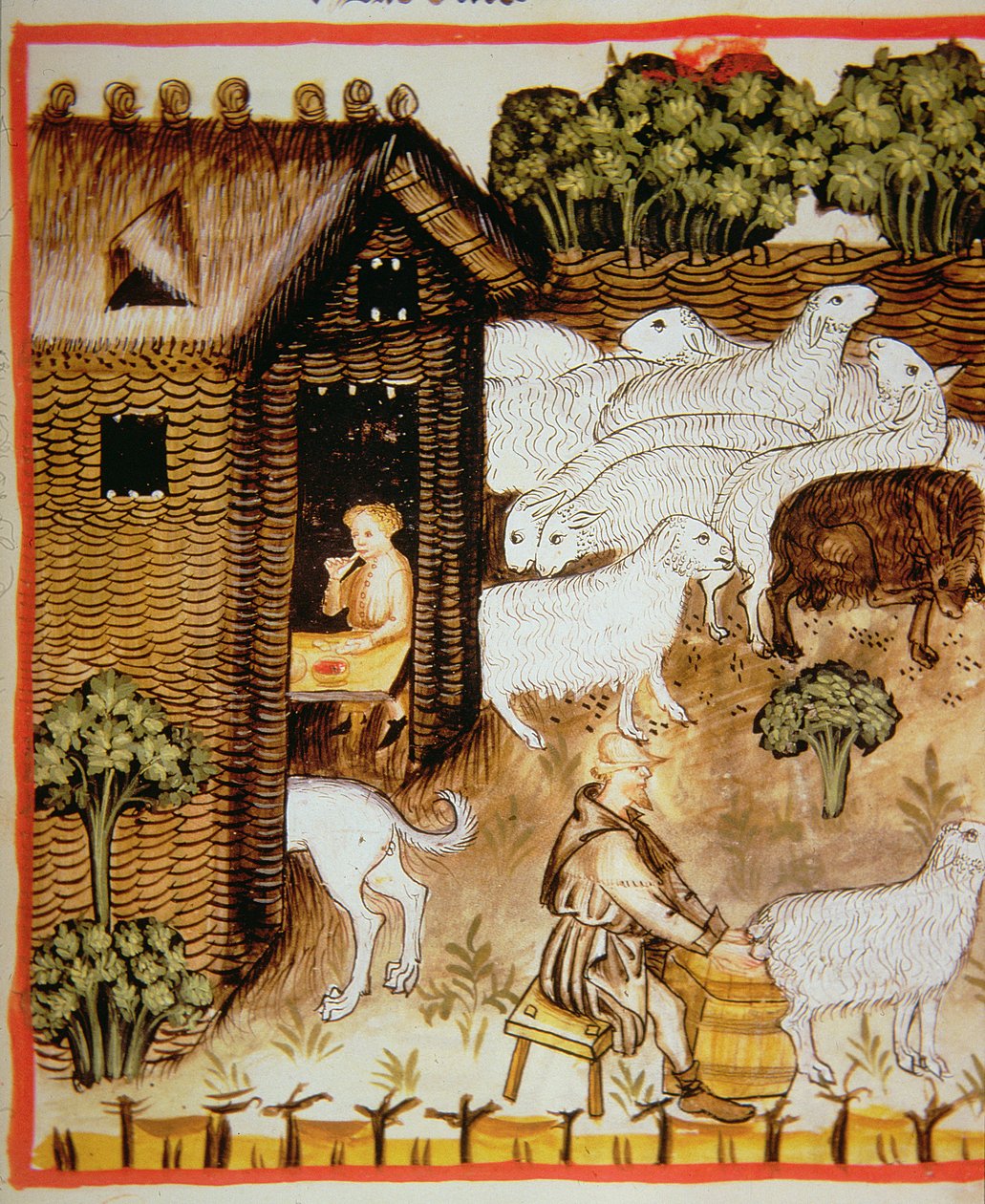 Nova 2644 fol.59r Chov ovcí: sladké mléko, od Tacuinum Sanitatis od Italian School
