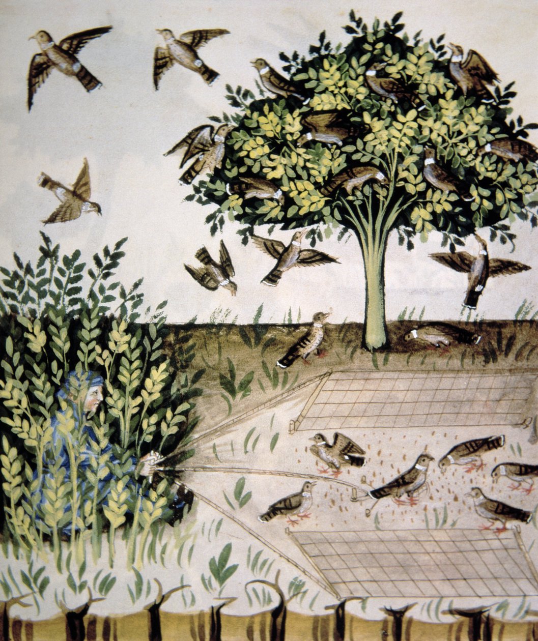 Nova 2644 fol.69r Hrdličky, ilustrace z Tacuinum Santiatis Codex Vindobonensis od Italian School