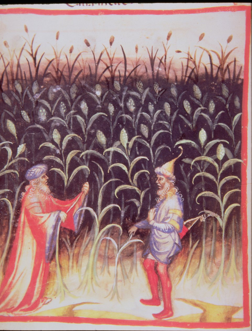 Nova 2644 fol.92v Pěstování cukrové třtiny, z Tacuinum Sanitatis od Italian School