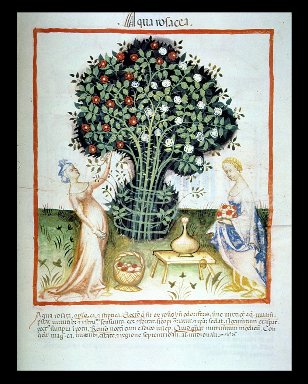 Nova 2644 fol.93r Růžová voda, z vídeňského zákoníku Tacuinum Sanitatis od Italian School