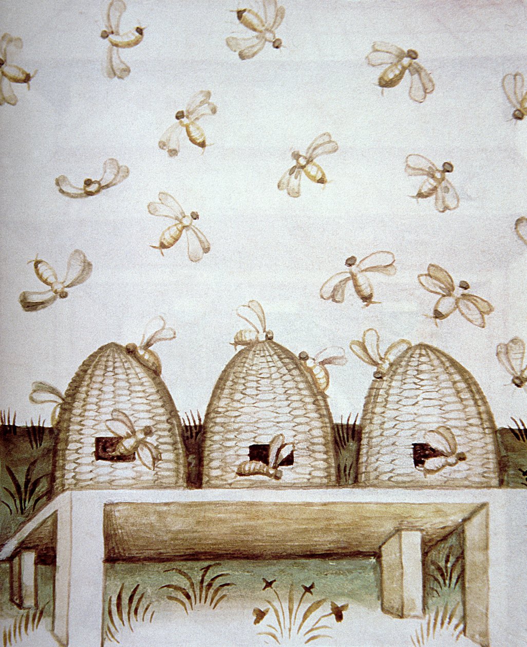 Nova 2644 fol.94v Včelstva, z Tacuinum Sanitatis od Italian School