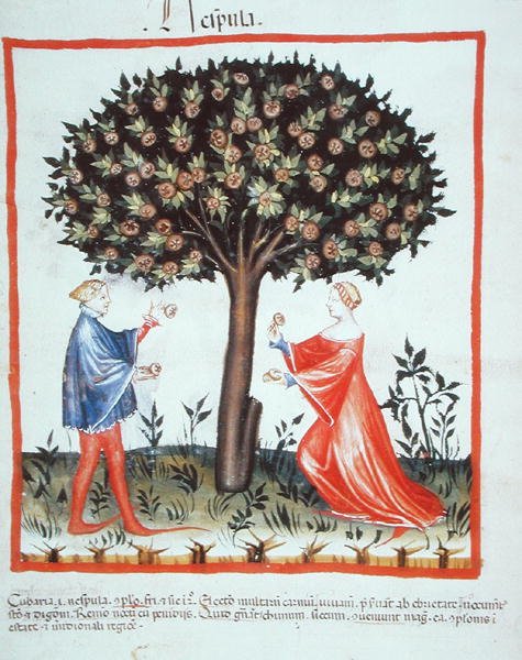 Nove 2644 fol.10v Sběr vlašských ořechů, z Tacuinum Hygiene Code Vindobonensis (na pergamenu) od Italian School