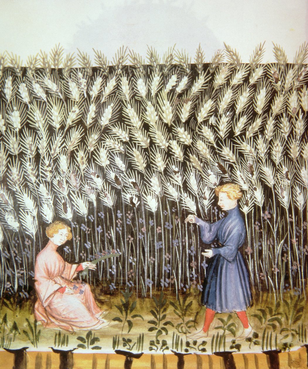 Nove 2644 fol.42v Sklizeň pšenice, od Tacuinum Sanitatis od Italian School