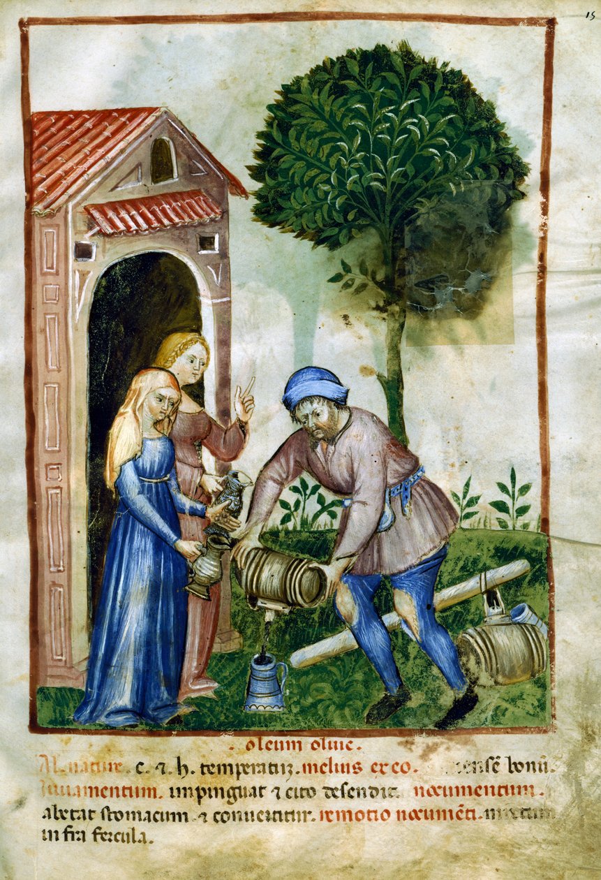 Olivový olej, miniatura z Tacuinum Sanitatis, latinská edice od Italian School