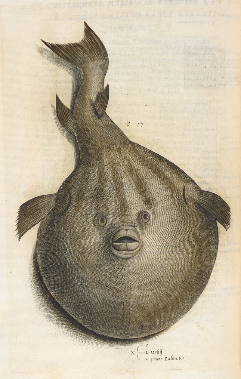 Svět Pesci Palombo, ilustrace z „Aquatilium Animalium Historiæ liber primus“, od Ippolita Salvianiho od Italian School