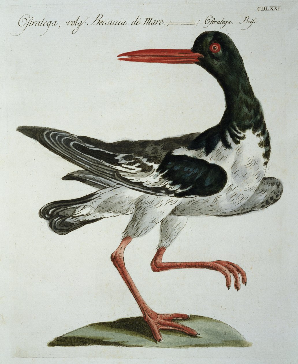 Oyster Catcher, c.1767-76 (ručně kolorovaná rytina) od Italian School
