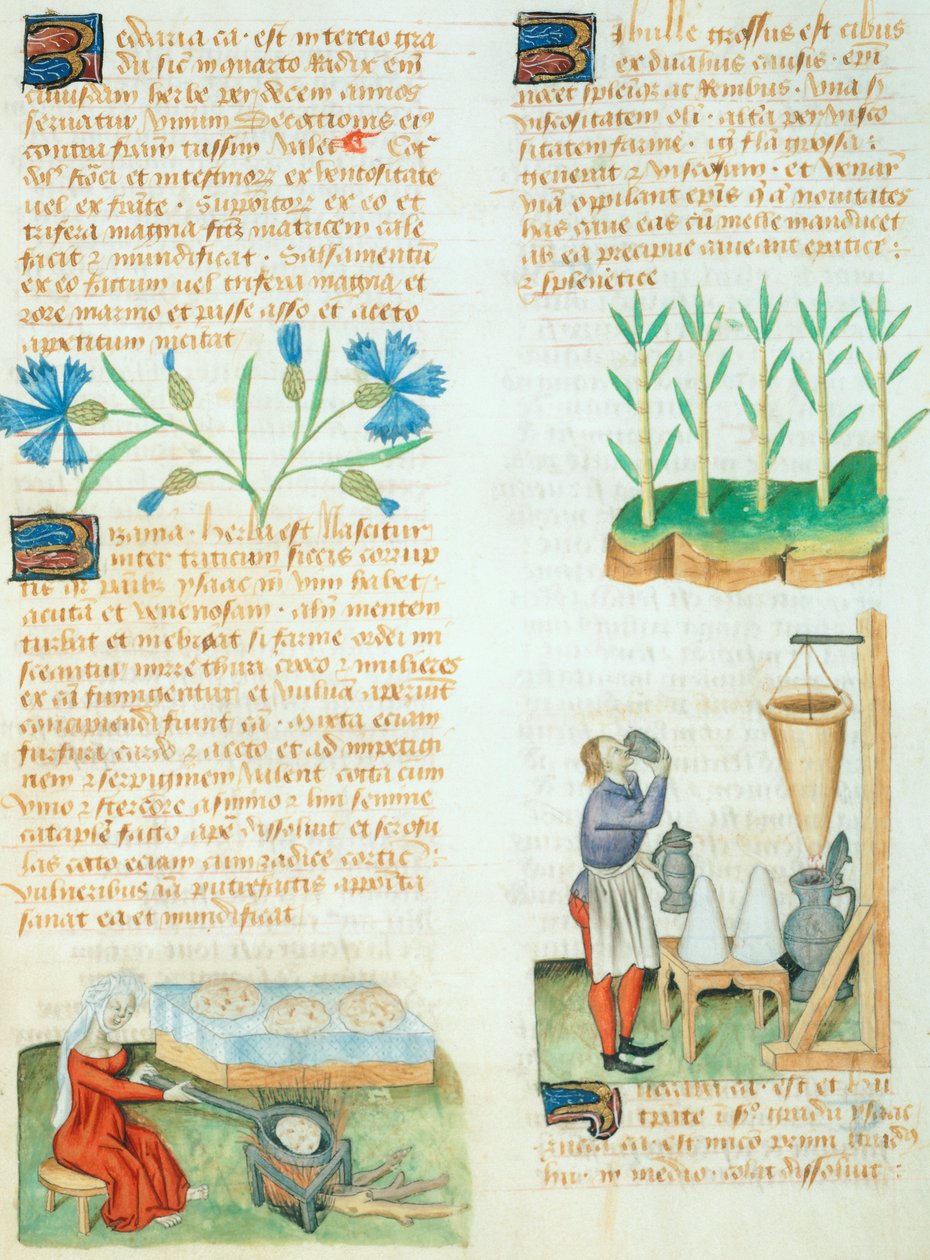Stránka z Tractatus de Herbis od Dioscorides Pedanius od Italian School