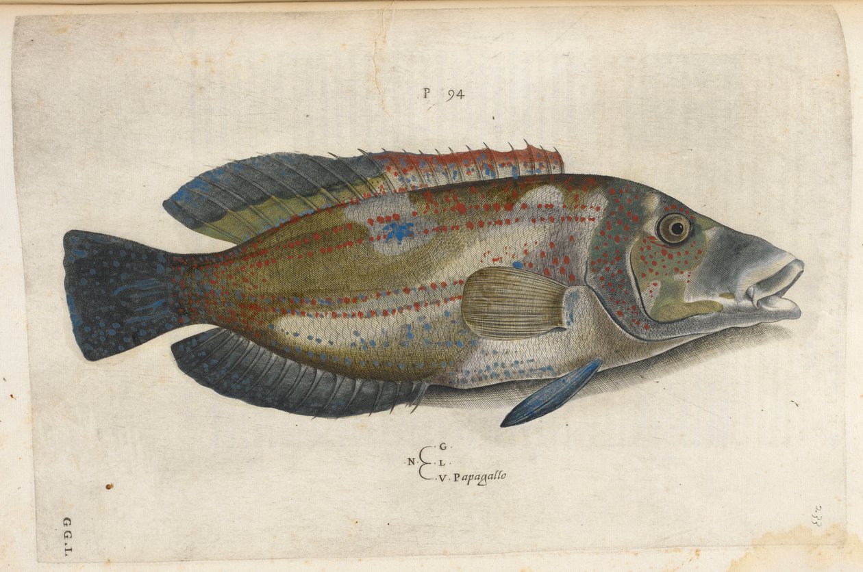 Papoušek (Nematistius pectoralis), ilustrace z „Aquatilium Animalium Historiæ liber primus“, od Ippolita Salvianiho od Italian School