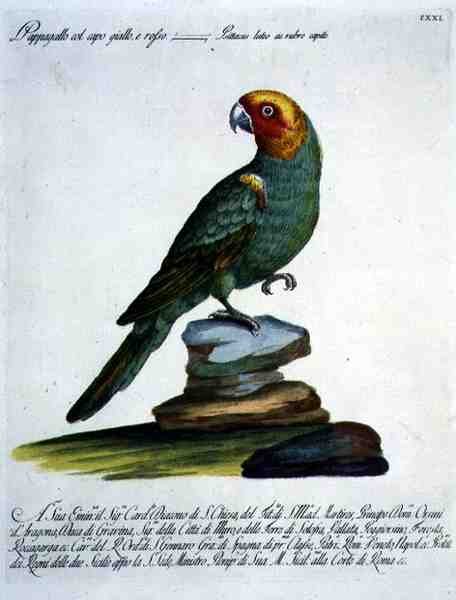 Papoušek, kolem 1767-76 (ručně kolorovaná rytina) od Italian School