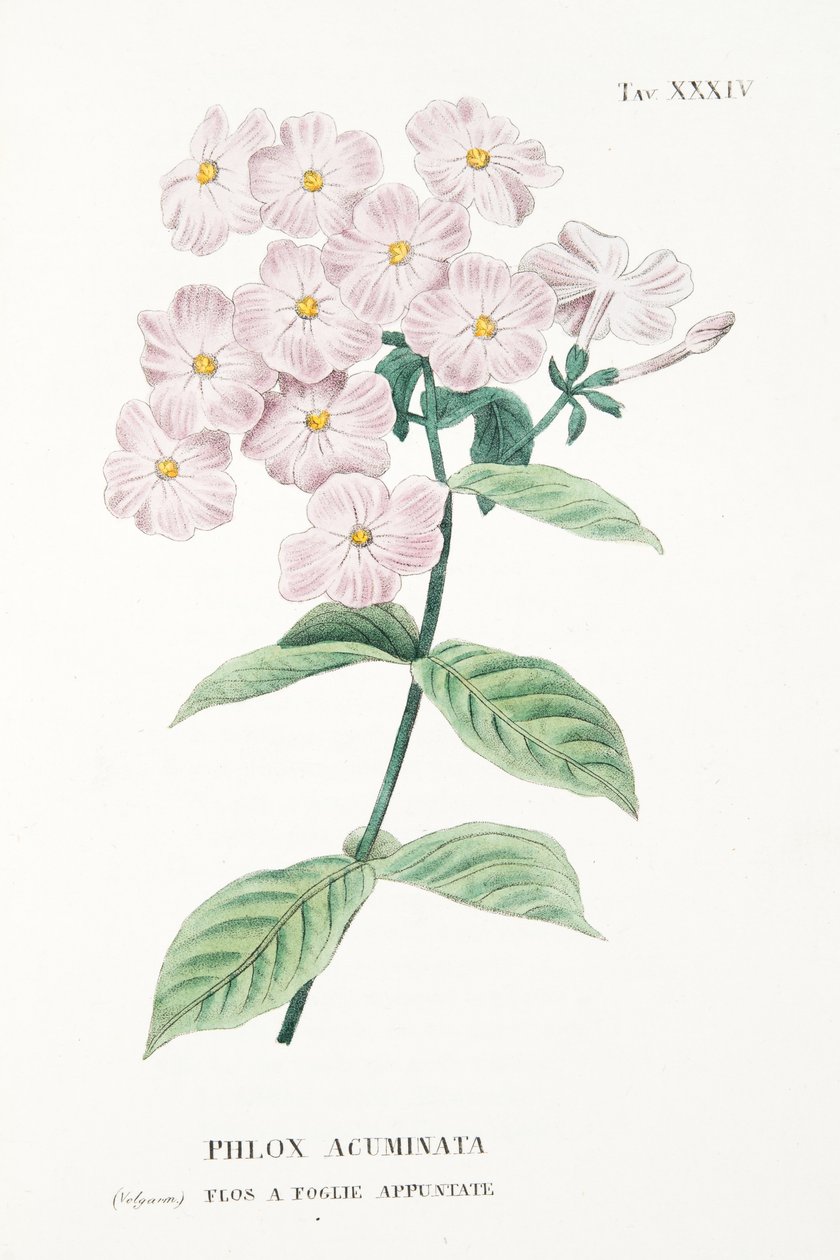 Phlox Acuminata, deska XXXIV, z L"Antotrofia Ossia La Coltivazione De"Fiori od Antonia Piccioliho, pub.1834 od Italian School