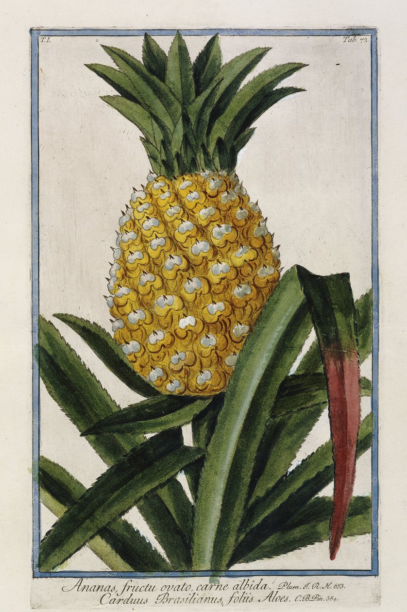Ananas, 1772-1784 od Italian School
