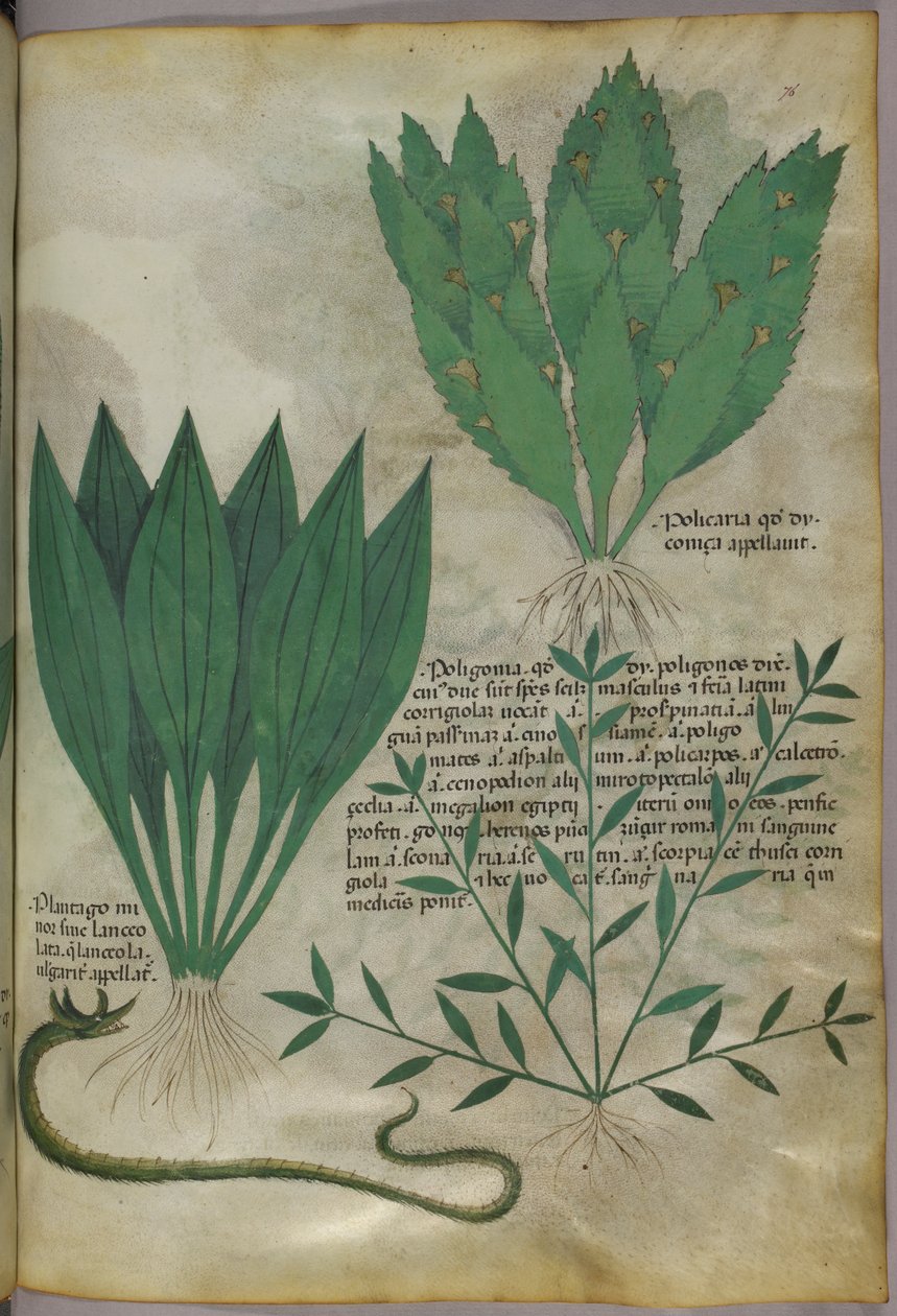 Rostliny s velkými širokými listy. Had, asi 1440 (tuš a barva na pergamenu) od Italian School