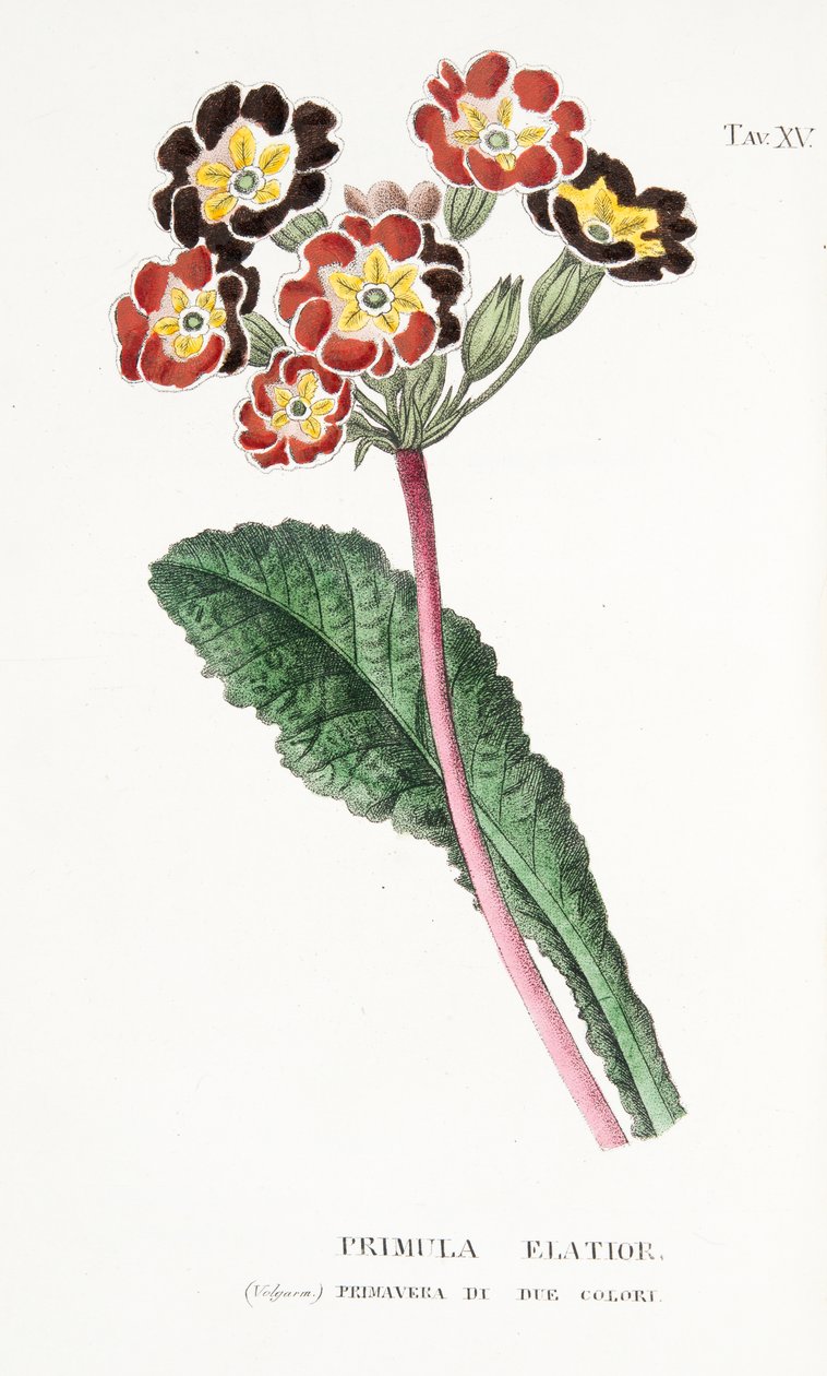 Primula Elatior, deska XV, od L"Antotrofia Ossia La Coltivazione De"Fiori od Antonia Piccioliho, pub.1834 od Italian School