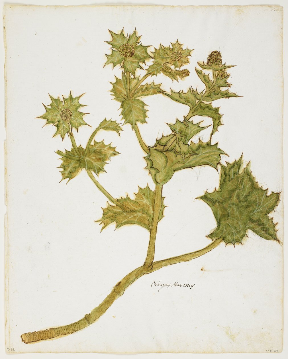 Cesmína mořská (Eringium Maritimum) (wc a tempera na papíře) od Italian School