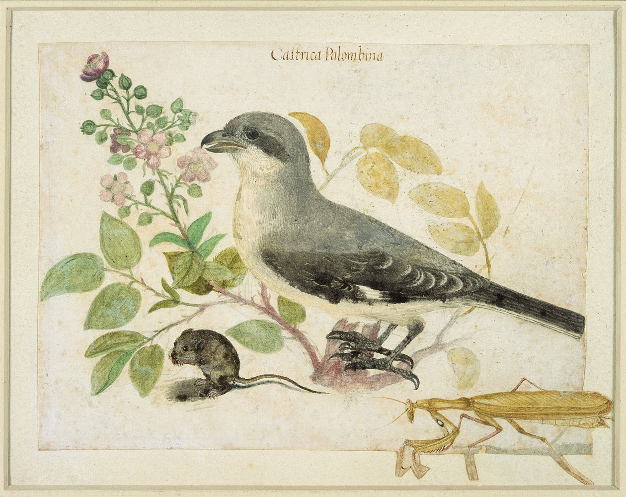 Shrike a kudlanka nábožná (wc na papíře) (pro Cassiano dal Pozzo Paper Museum) od Italian School