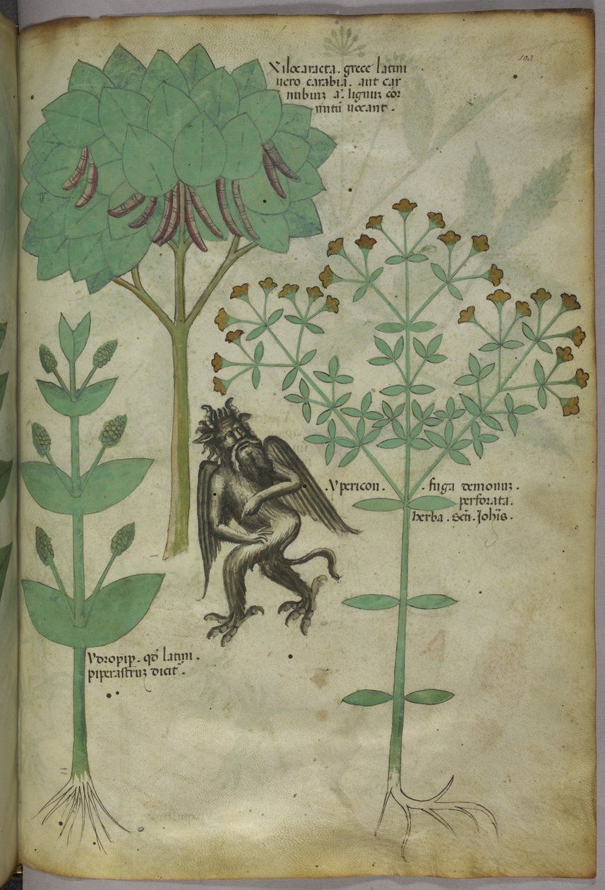 Sloane 4016 f.103 Miniatura rostlin a démon: bylina Ypericon, údajně odpuzující démony, z 