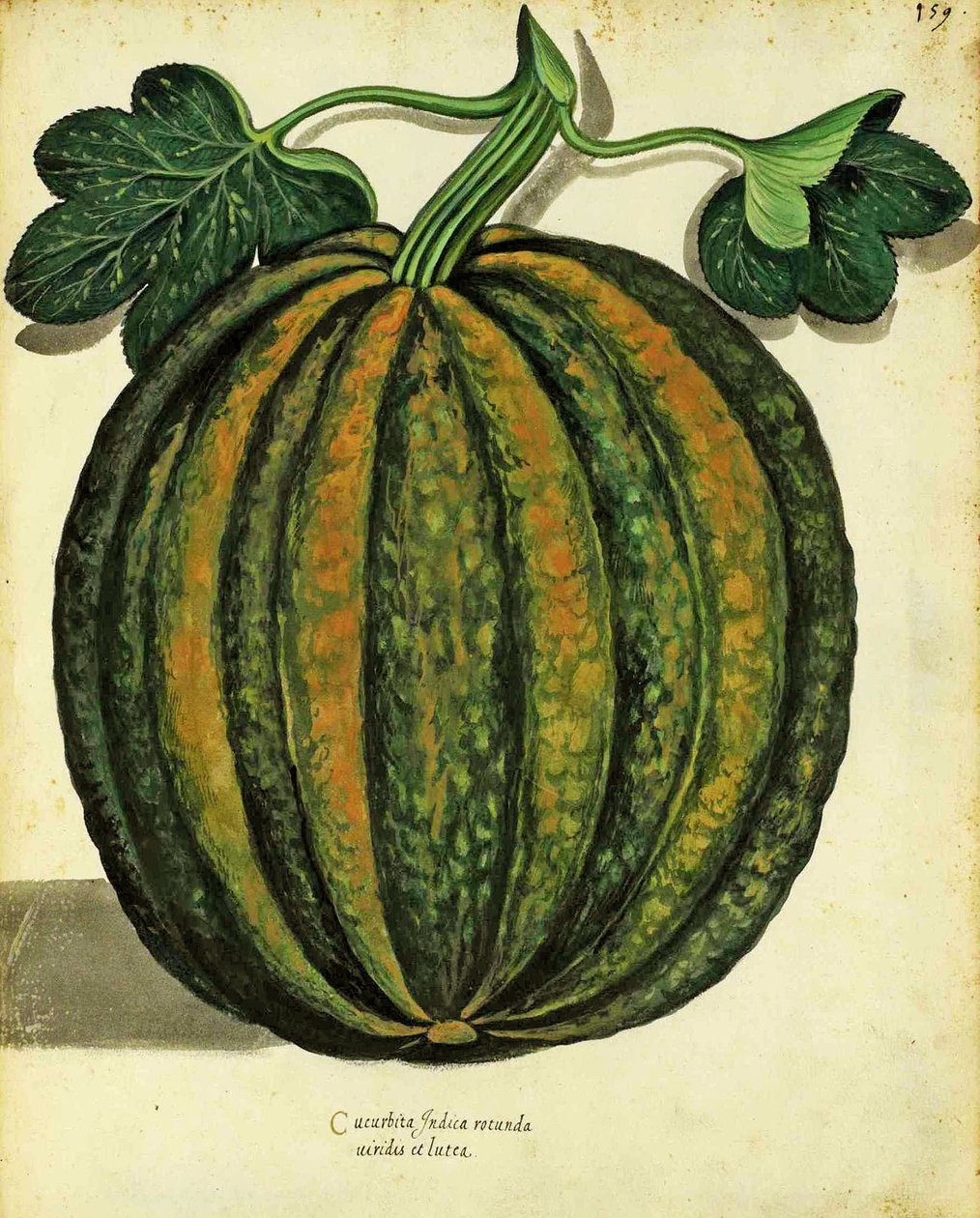 Squash od Ulisse Aldrovandi (1522 – 1605) deska vydaná v Piante Fiori Frutti (ručně kolorovaná rytina). od Italian School