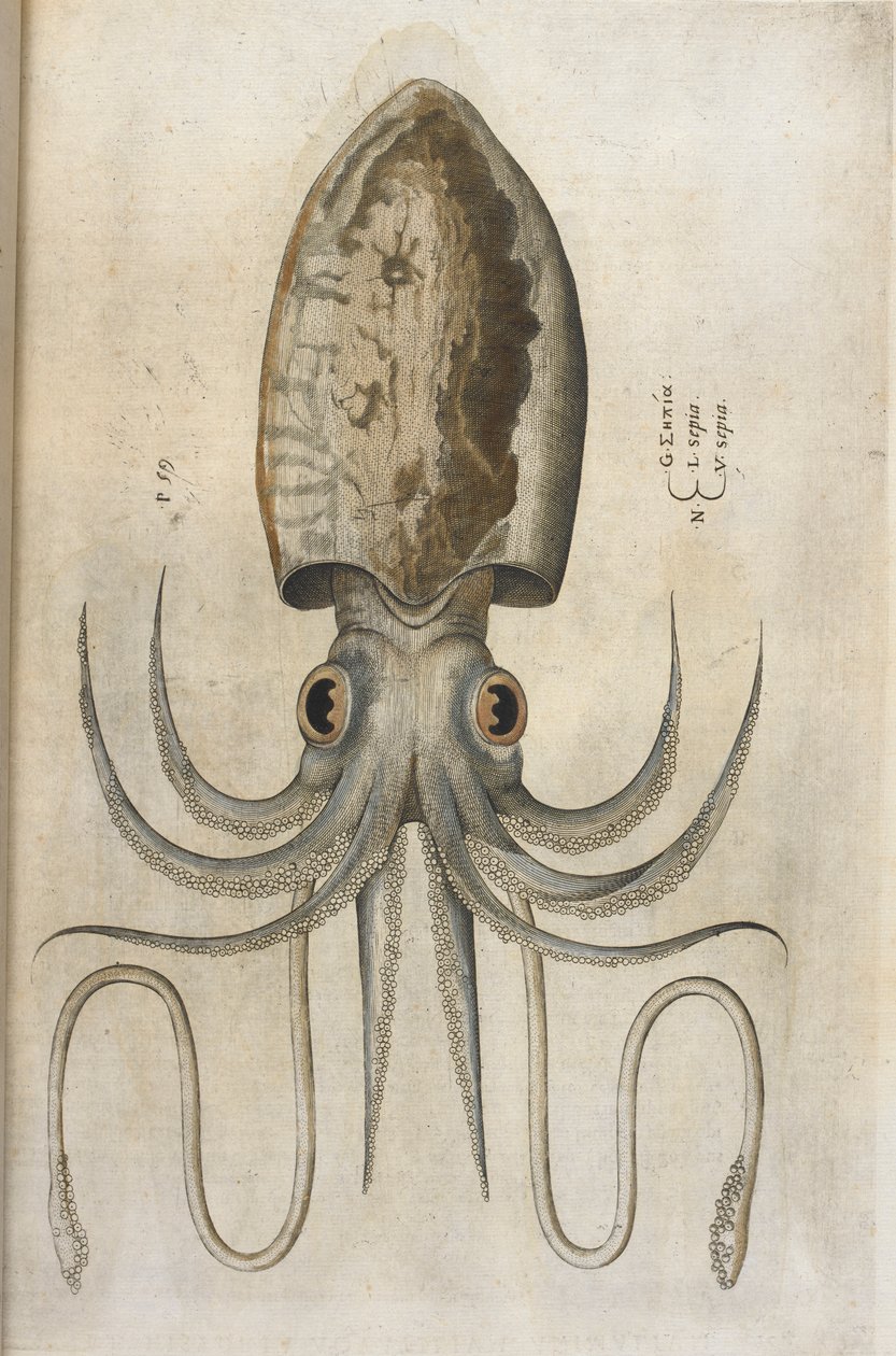 Chobotnice, ilustrace z „Aquatilium Animalium Historiæ liber primus“, od Ippolita Salvianiho od Italian School