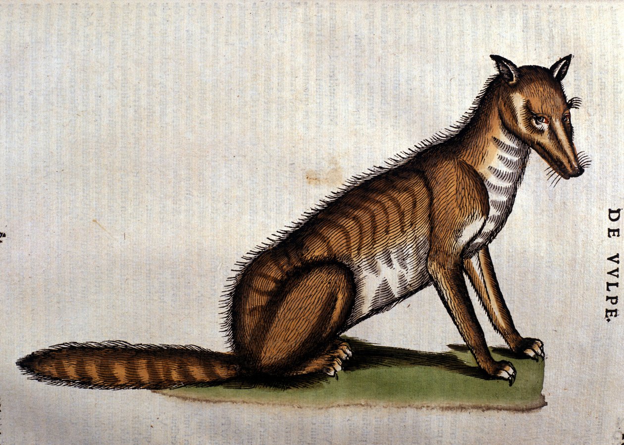 Liška, ilustrace z lHistoria Aminalium od Conrada Gesnera, 1560 od Italian School