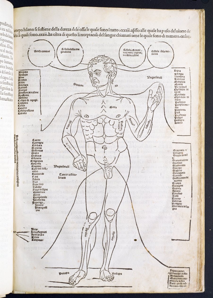 Mužská anatomie, z Fascilulus Medicinae od Johannese de Ketham (d.c.1490) 15.-16. od Italian School