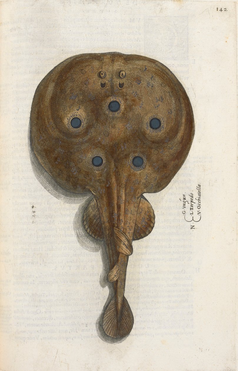 Torpédové ryby, ilustrace z „Aquatilium Animalium Historiæ liber primus“, od Ippolita Salvianiho od Italian School