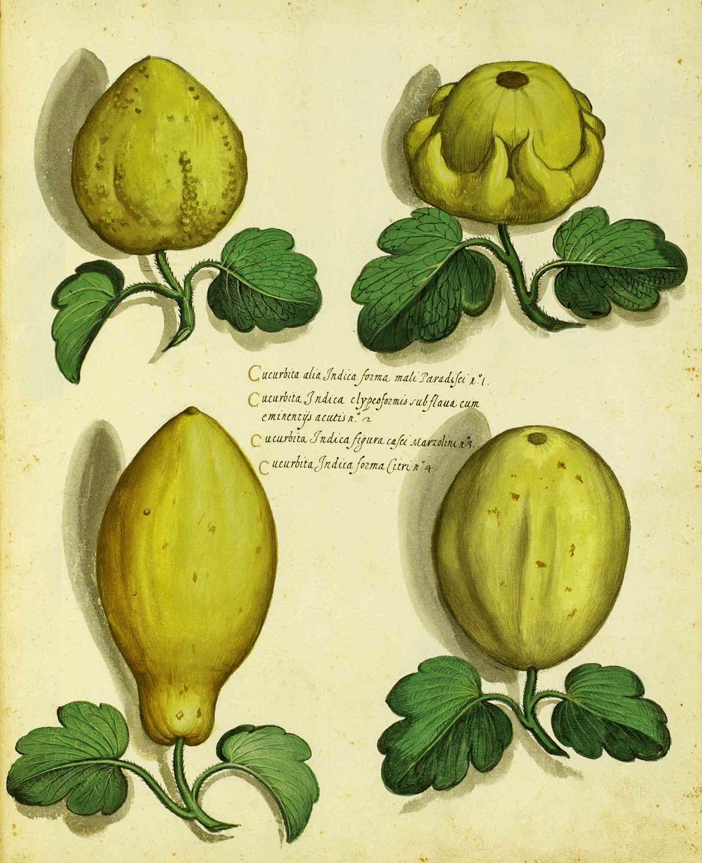 Odrůdy Heirloom Squash od Ulisse Aldrovandi od Italian School