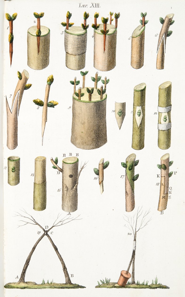 Různé příklady roubování ovocných stromů, deska XIV, z LAntotrofia Ossia La Coltivazione DeFiori od Antonia Piccioliho, pub.1834 od Italian School