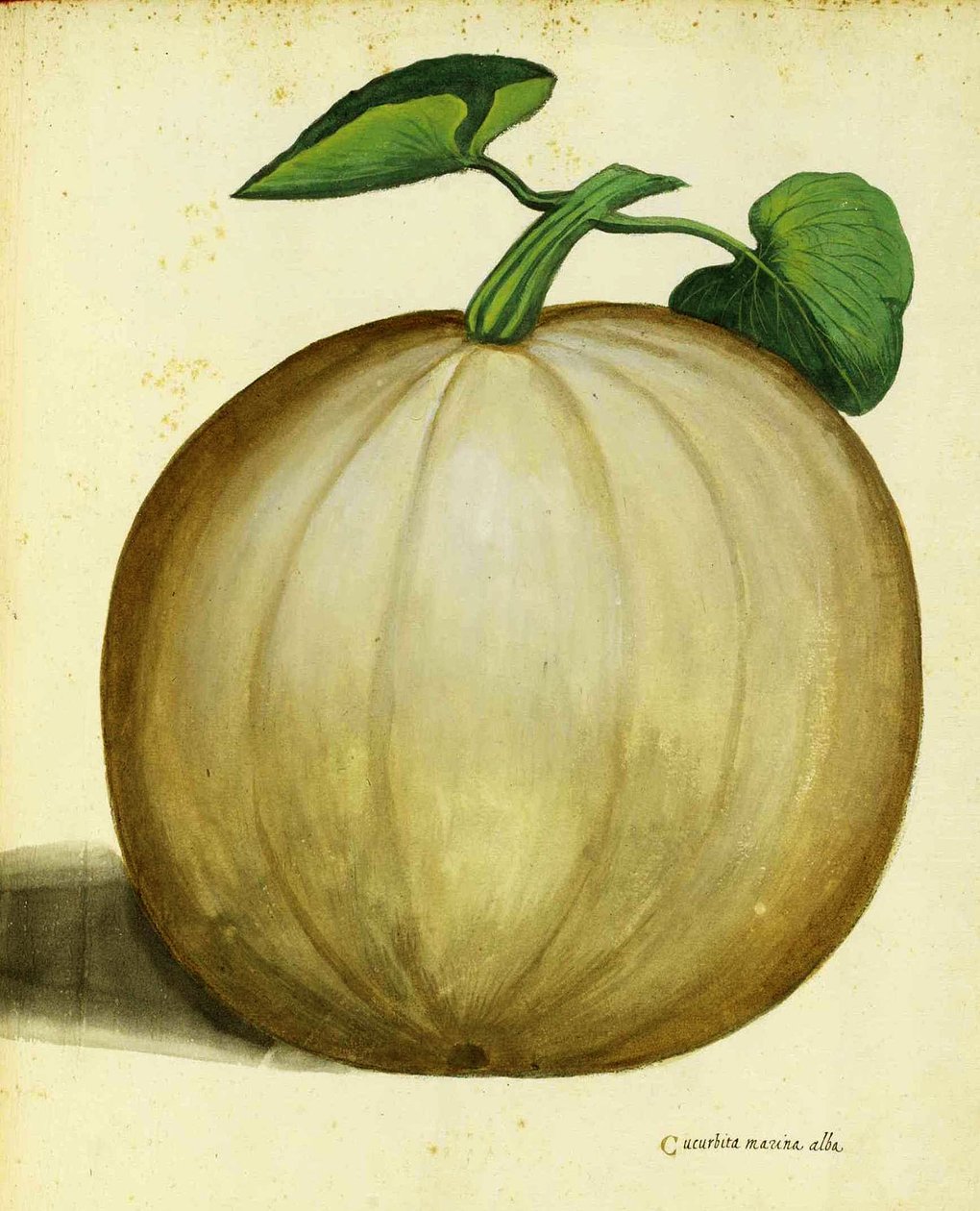 White Squash od Ulisse Aldrovandi od Italian School